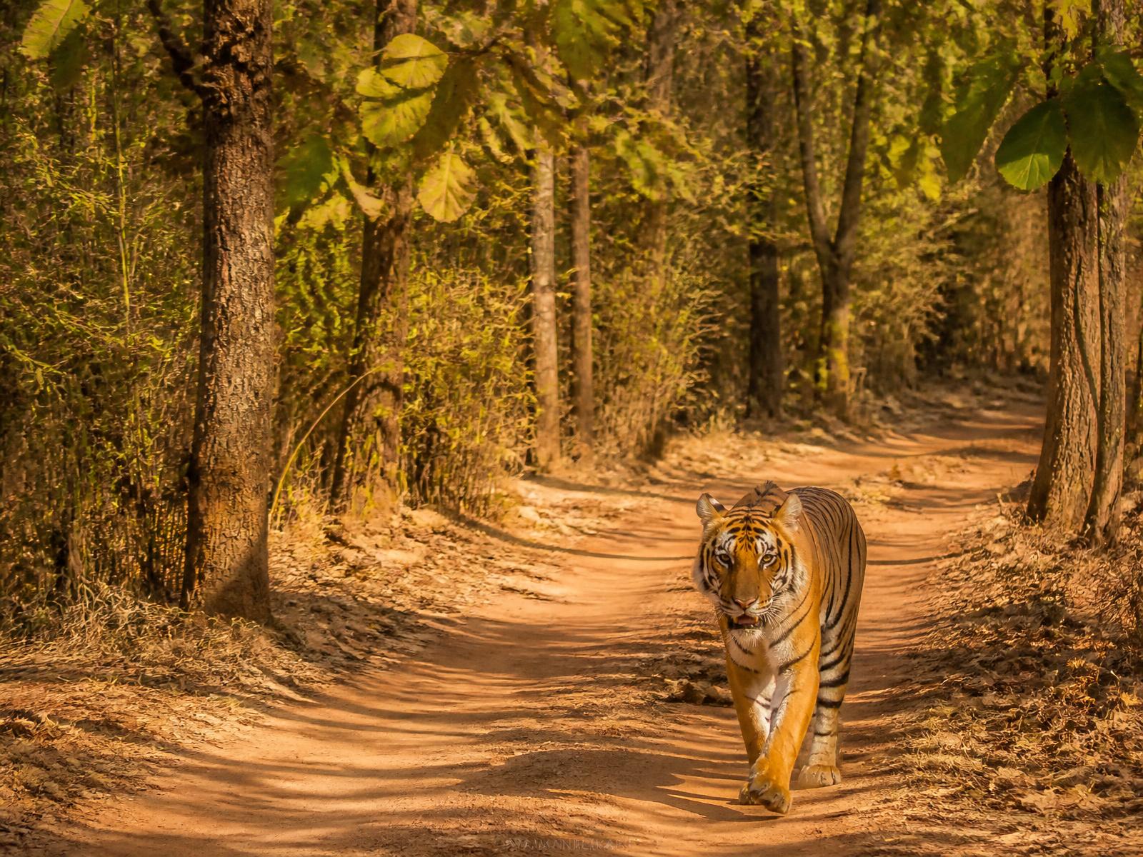 Tadoba tiger reserve, Maharashtra